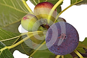 Ripe and unripe figs on a tree