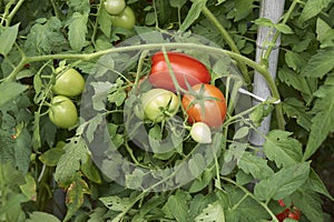 ripe and unripe fresh tomatoes