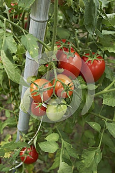 ripe and unripe fresh tomatoes