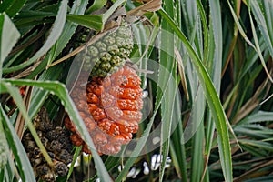 Ripe and unripe fruit of pine or Pandanus odorifer on the tree.