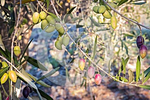 Ripe and unripe Greek calamata olives hanging on olive tree branch with blurred background