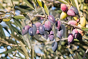 Ripe and unripe Kalamata olives hanging on olive tree branch with blurred background