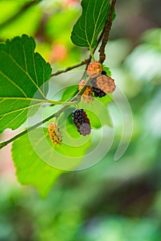 Ripe and unripe mulberry on twig. Selective Focus.