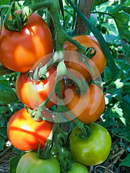 orange tomato truss on plant