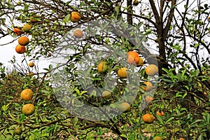Ripe and unripe oranges on a tree in Florida photo