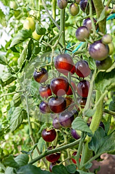 Ripe and unripe purple tomatoes growing on branch