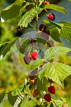 Ripe and unripe raspberry in the fruit garden. Growing natural bush of raspberry. Branch of raspberry in sunlight