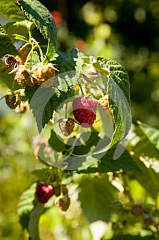 Ripe and unripe raspberry in the fruit garden. Growing natural bush of raspberry. Branch of raspberry in sunlight