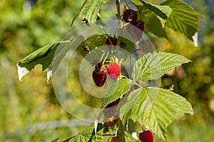 Ripe and unripe raspberry in the fruit garden. Growing natural bush of raspberry. Branch of raspberry in sunlight