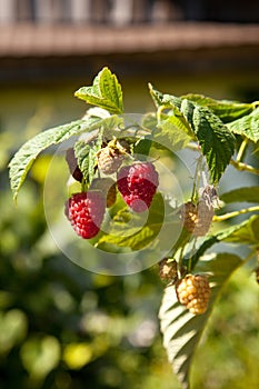 Ripe and unripe raspberry in the fruit garden. Growing natural bush of raspberry. Branch of raspberry in sunlight