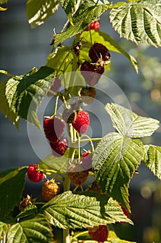 Ripe and unripe raspberry in the fruit garden. Growing natural bush of raspberry. Branch of raspberry in sunlight