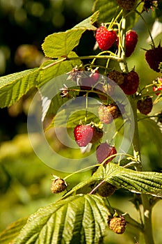 Ripe and unripe raspberry in the fruit garden. Growing natural bush of raspberry. Branch of raspberry in sunlight