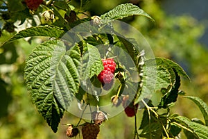 Ripe and unripe raspberry in the fruit garden. Growing natural bush of raspberry. Branch of raspberry in sunlight
