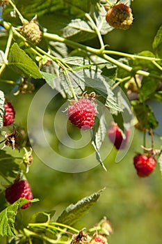 Ripe and unripe raspberry in the fruit garden. Growing natural bush of raspberry. Branch of raspberry in sunlight