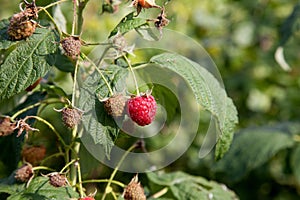 Ripe and unripe raspberry in the fruit garden. Growing natural bush of raspberry. Branch of raspberry in sunlight