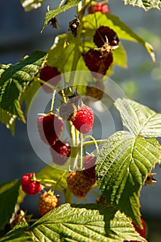 Ripe and unripe raspberry in the fruit garden. Growing natural bush of raspberry. Branch of raspberry in sunlight