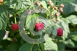 Ripe and unripe raspberry in the fruit garden. Growing natural bush of raspberry. Branch of raspberry in sunlight