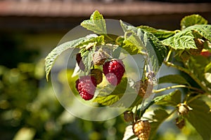 Ripe and unripe raspberry in the fruit garden. Growing natural bush of raspberry. Branch of raspberry in sunlight