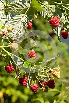 Ripe and unripe raspberry in the fruit garden. Growing natural bush of raspberry. Branch of raspberry in sunlight