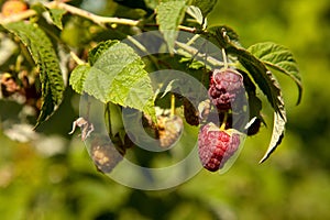 Ripe and unripe raspberry in the fruit garden. Growing natural bush of raspberry. Branch of raspberry in sunlight