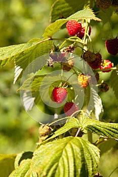 Ripe and unripe raspberry in the fruit garden. Growing natural bush of raspberry. Branch of raspberry in sunlight