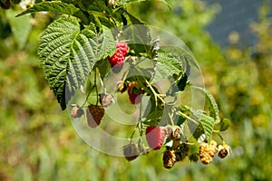 Ripe and unripe raspberry in the fruit garden. Growing natural bush of raspberry. Branch of raspberry in sunlight