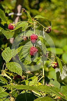 Ripe and unripe raspberry in the fruit garden. Growing natural bush of raspberry. Branch of raspberry in sunlight