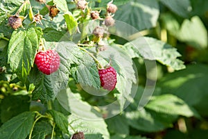 Ripe and unripe raspberry in the fruit garden. Growing natural bush of raspberry. Branch of raspberry in sunlight