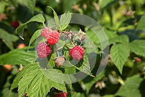 Ripe and unripe raspberry in the fruit garden. Growing natural bush of raspberry. Branch of raspberry in sunlight