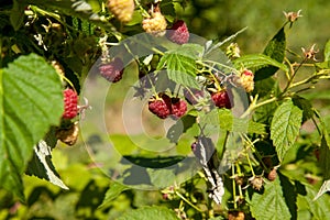 Ripe and unripe raspberry in the fruit garden. Growing natural bush of raspberry. Branch of raspberry in sunlight