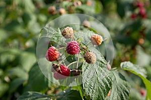 Ripe and unripe raspberry in the fruit garden. Growing natural bush of raspberry. Branch of raspberry in sunlight