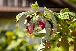 Ripe and unripe raspberry in the fruit garden. Growing natural bush of raspberry. Branch of raspberry in sunlight