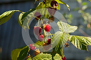 Ripe and unripe raspberry in the fruit garden. Growing natural bush of raspberry. Branch of raspberry in sunlight