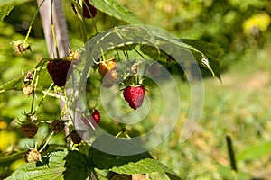 Ripe and unripe raspberry in the fruit garden. Growing natural bush of raspberry. Branch of raspberry in sunlight