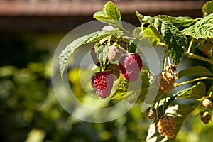 Ripe and unripe raspberry in the fruit garden. Growing natural bush of raspberry. Branch of raspberry in sunlight