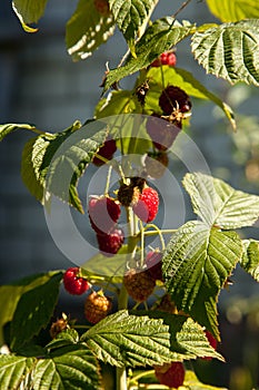 Ripe and unripe raspberry in the fruit garden. Growing natural bush of raspberry. Branch of raspberry in sunlight