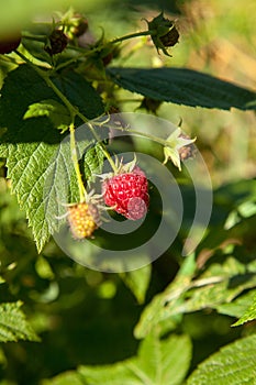 Ripe and unripe raspberry in the fruit garden. Growing natural bush of raspberry. Branch of raspberry in sunlight