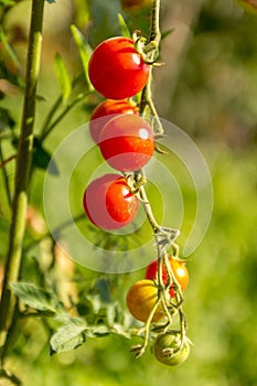 Ripe and unripe red tomatoes are on the green foliage background, hanging on the vine of a tomato tree in the garden