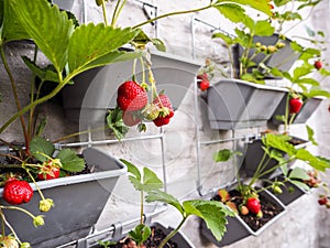 Ripe and unripe strawberries hanging from rows of strawberry plants in a vertical garden on a sunny wall in a small patio