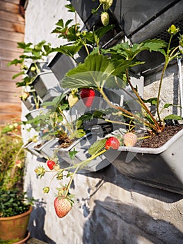 Ripe and unripe strawberries hanging from rows of strawberry plants