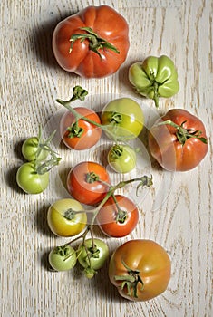 Ripe and unripe tomatoes