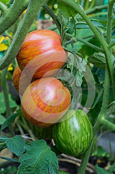 Ripe and unripe tomatoes on a bush.