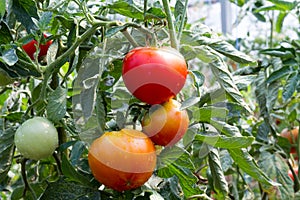 Ripe and unripe tomatoes group on the vine,in the greenhouse