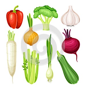 Ripe Vegetable as Healthy Raw Food and Garden Cultivar Vector Set