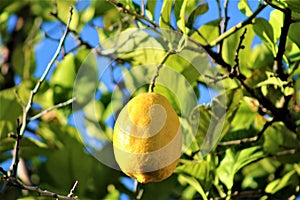 Lemon Tree Grown in Maricopa County, Arizona, United States photo