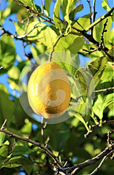 Lemon Tree Grown in Maricopa County, Arizona, United States photo