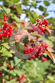 Ripe viburnum fruits on a branch on an autumn Sunny day, close-up, vertical frame
