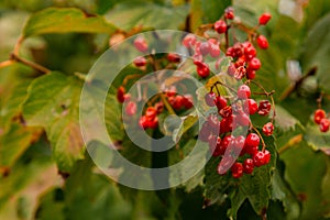Ripe viburnum grows in the garden. Fresh red fruits on a branch. Organic vegetable growing