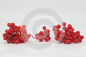 Ripe Viburnum (viburnum opulus) berries isolated on white. Highbush cranberry fruit clusters