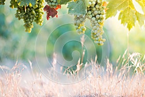 Ripe Vine grapes on a farm, straw and copy space. Tuscany, Italy